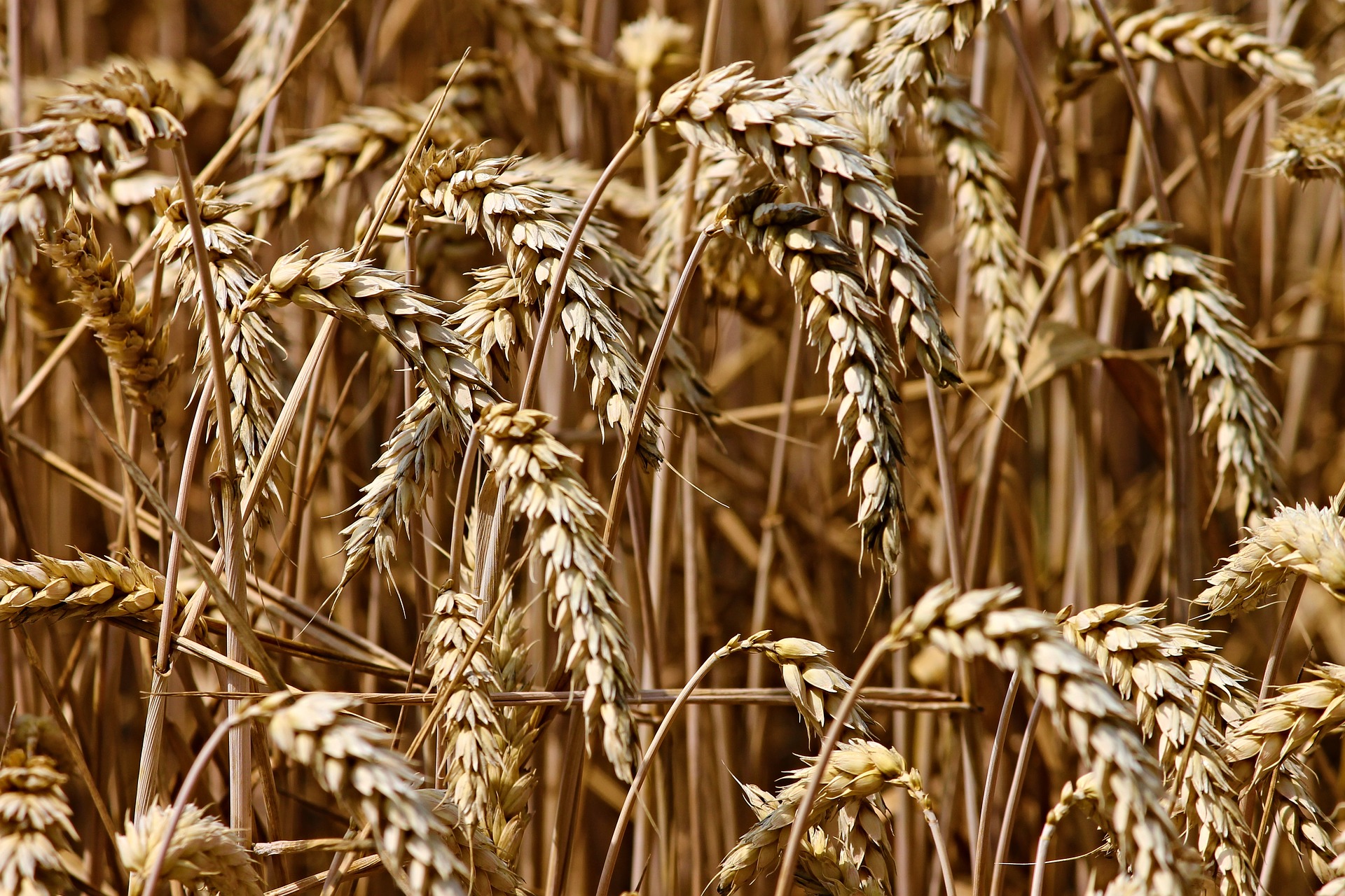 wheat-3524861_1920